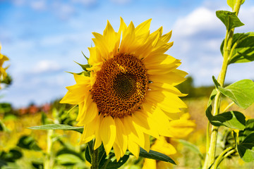 Close-up of a bright yellow sunflower (Helianthus annuus) against a blue sky.