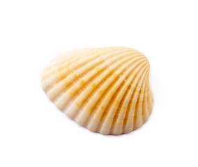 Exotic sea shells isolated on white background