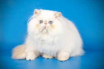 Persian cat on colored backgrounds