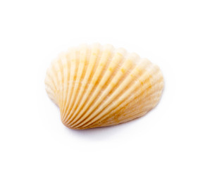 Exotic sea shells isolated on white background