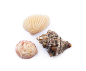 Exotic sea shells isolated on white background