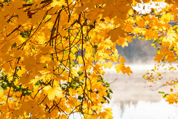 Maple leaves in autumn colors by a lake with morning fog