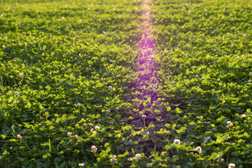 Clover lawn, background., closeup