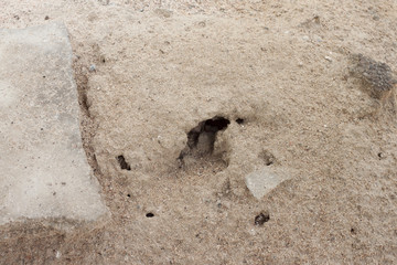 Poison on the soil caused by the construction of ants.