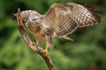 Common Buzzard in natural environment