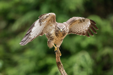 Common Buzzard in natural environment