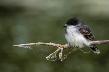 Small bird on a branch