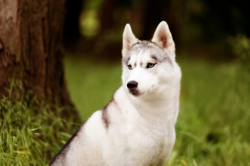 A portrait of a beautiful Siberian husky who sits at green grass at a park. A young grey & white female husky bitch has blue eyes. There is a lot of greenery. A big tree is near her.