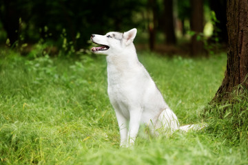 A portrait of a Siberian husky who sits at green grass at a park. A young grey & white female husky bitch has blue eyes. There is a lot of greenery. A big tree is near her. She looks up.