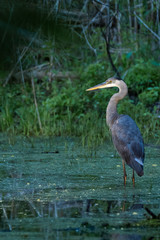 great blue heron in the water
