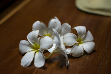 Fototapeta na wymiar white flowers of plumeria on a wooden background