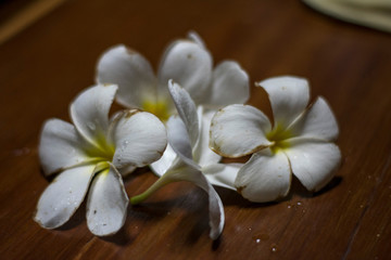white flowers of plumeria on a wooden background