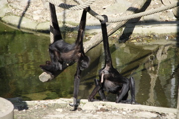monkey playing in the zoo
