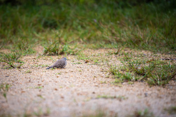 Dove bird on the ground