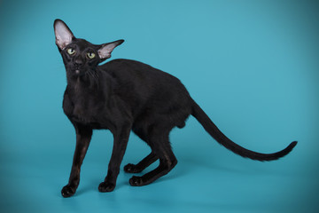 Oriental cat on colored backgrounds