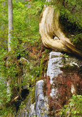 Detail of on old tree trunk in the virgin mountain forest in bavaria germany, beauty in nature concept