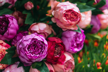 Lot of peonies, close up.