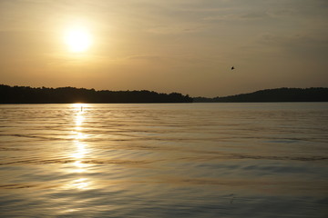 bird flying at warm sunset
