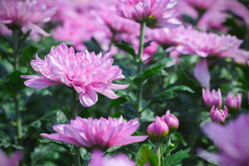 Obraz premium Pink Chrysanthemum Flower on dark moody tone
