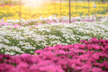 colorful of  Chrysanthemum Flower in garden