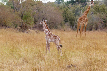 Newborn giraffe in the clearing. Kenya, Africa