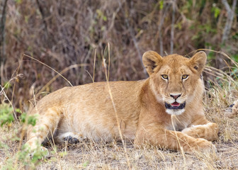 Naklejka na ściany i meble Portrait of a young lioness in a thick bush Masai Mara. Kenya, Africa