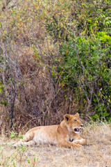 Young lioness in a thick bush Masai Mara. Kenya, Africa
