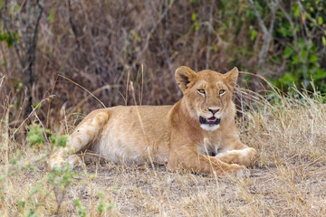 Fototapeta na wymiar A young lioness lies in a dense bush. Kenya, Africa