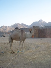 Baby Camel in Hurghada, Egypt