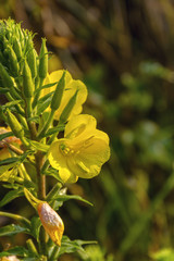 Fototapeta na wymiar Evening primrose is a perennial, night violet or aspen tree. Family of Cypriots. Blooms at night.