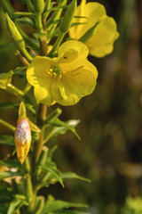 Evening primrose is a perennial, night violet or aspen tree. Family of Cypriots. Blooms at night.