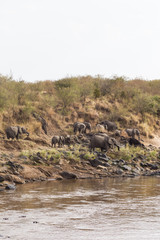 A herd of elephants on a stony shore. Masai Mara, Kenya. Africa