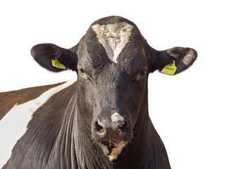 Head of a bull without horns on a white background. Isolates the head of a bull without horns on a white background