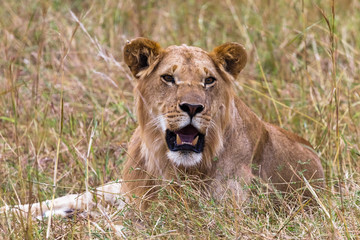 A young lion lies on the grass in the savannah. Masai Mara. Kenya, Africa