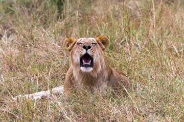 A young lion resting on the grass. Kenya, Africa