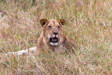 Fototapeta na wymiar Portrait of a resting on the grass of a young lion. Kenya, Africa