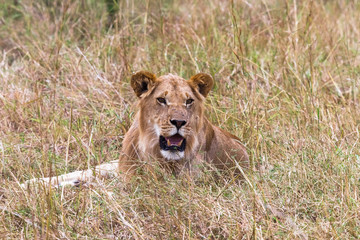 Fototapeta na wymiar Portrait of a young lion resting. Kenya, Africa