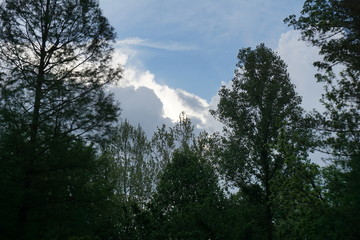 Obraz na płótnie Canvas big cumulus clouds behind trees