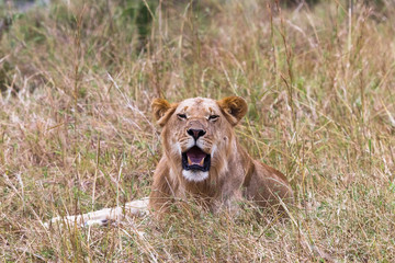 Portrait of a resting young lion. Kenya, Africa