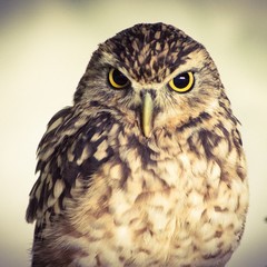 portrait of an owl