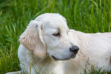Portrait eines weissen Retriever Welpen