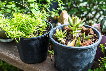 Small trees in the garden  
