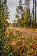 Obraz premium Early autumn Sunny morning after rain. Russia, Leningrad region.