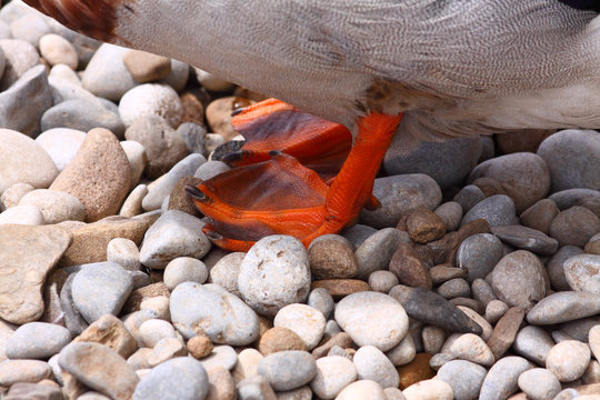 Close Up Of A Ducks Webbed Foot