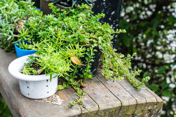 Small trees in the garden  
