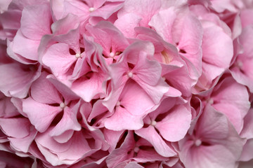 Close-up of pastel pink hydrangea macrophylla (hortensia) flower