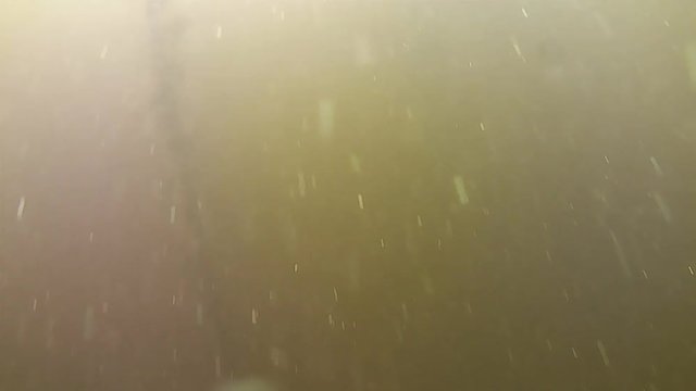 river plants under water. muddy green water, air bubbles and plankton.