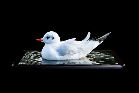 A conceptual creative 3D volumetric photo of a bird floating, sitting drifting in the sea water with waves in a gadget, in a smartphone isolated on a black background.