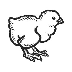 Chick icon. Hand drawn illustration of chick vector icon for web design