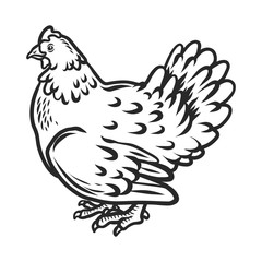 Fototapeta na wymiar Chicken icon. Hand drawn illustration of chicken vector icon for web design